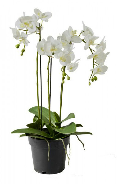 Phalaenopsis 66cm x3 im Topf, weiß