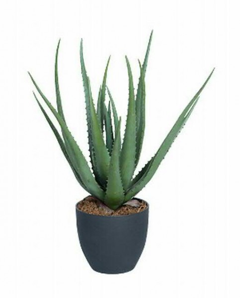 Aloe 58cm im Topf Kunststofftopf schwarz, grau-grün