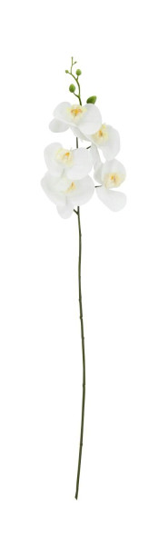 Phalaenopsis SP 83cm, weiß