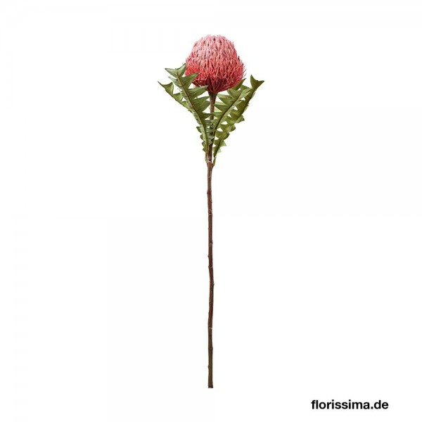 Protea 68cm Banksia, pink