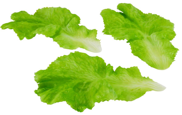 Salatblatt 3St. L24B15cm, grün