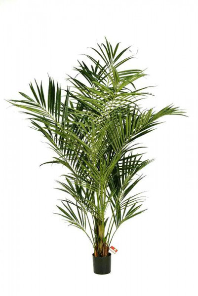 Palme Kentia im Topf 225cm 486Blätter, grün