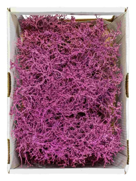 Dry Bush 1kg FPK frosted nicht farbecht, brombeer
