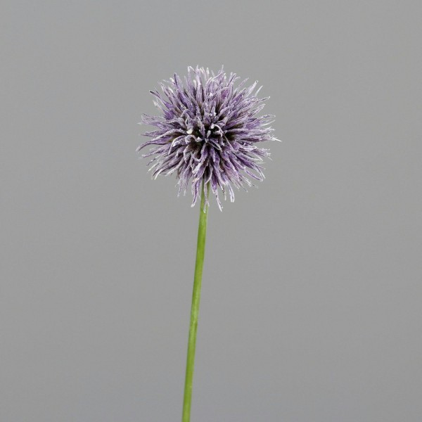 Allium 50cm, violett