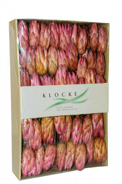 Repens 100St. FPK, pink