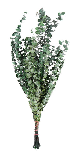 Eucalyptus Baby SP konserviert ca.55cm 10 St., moosgrün