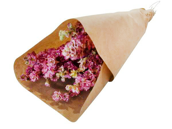 Delphinium Sonderpreis!, natur pink