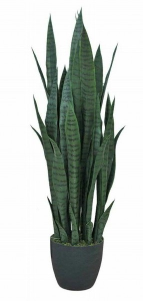 Sanseveria 70cm im Topf Topf schwarz, grün
