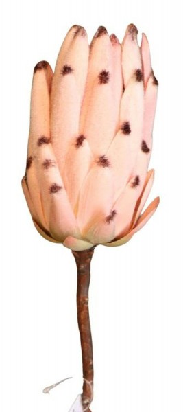 Protea 51cm, hellrosa