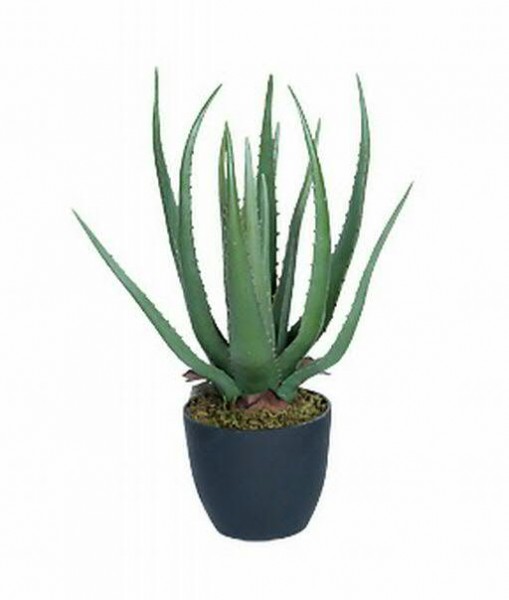 Aloe 45cm im Topf Kunststofftopf D13H12,5cm schwarz, grau-grün