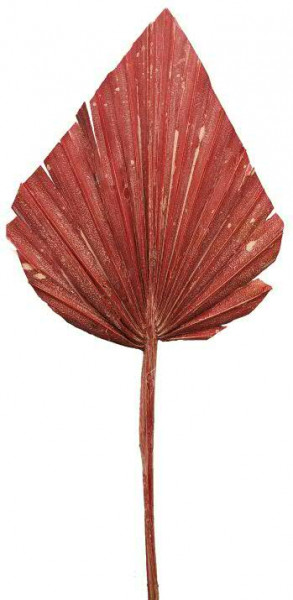 Palm Spear mix frosted nicht farbecht, rot