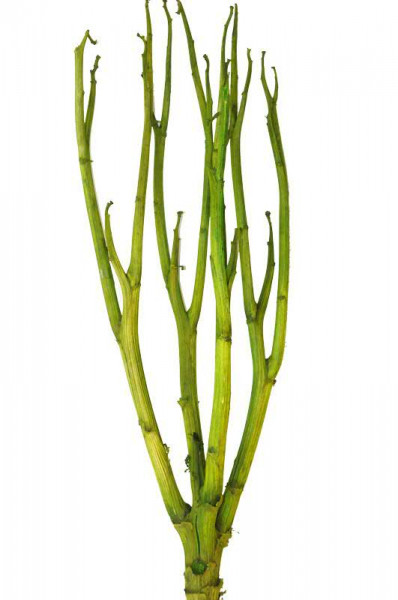 Artischocke Plant, apfelgrün