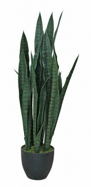Sanseveria 85cm im Topf Topf schwarz, grün