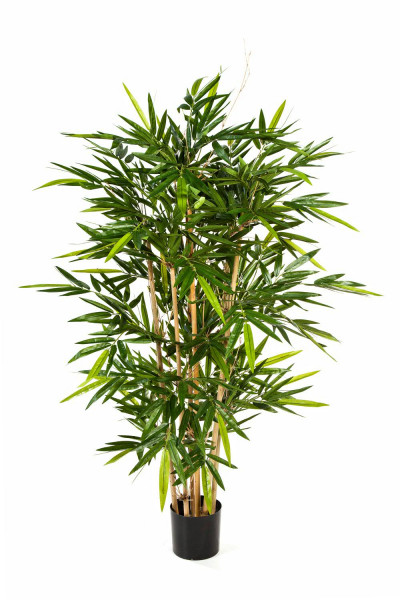 Bambus 150cm im Topf 832Bl. Topf D17H15cm, grün