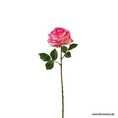 Rose SP 66cm, dunkelpink