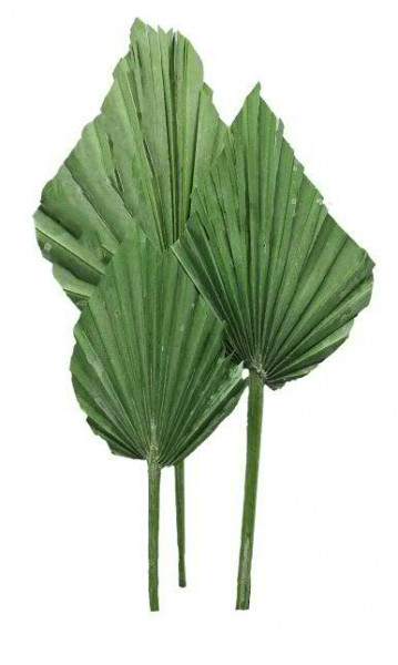 Palm Spear 10 St. frosted, grün