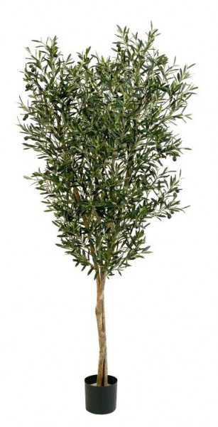 Oliven Baum 140cm 84Früchte 3.120Bl. Topf D17H15cm, grün