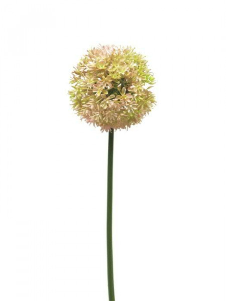 Allium 72cm, pink