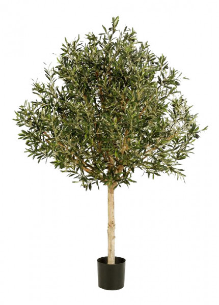 Oliven Baum 180cm 108Früchte Topiary Topf D17H15cm 6.968Bl., grün