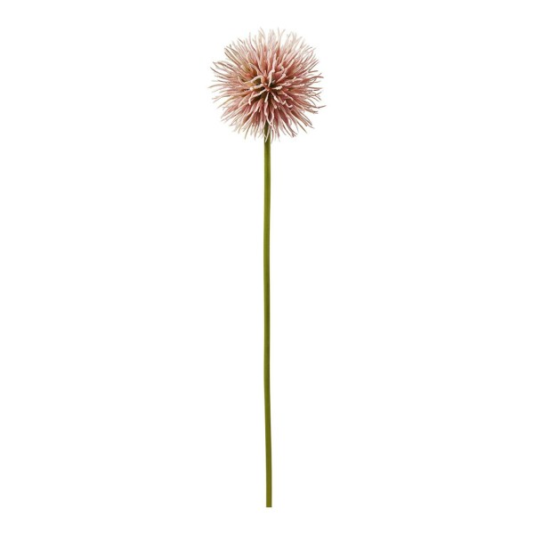Allium 50cm, rosa