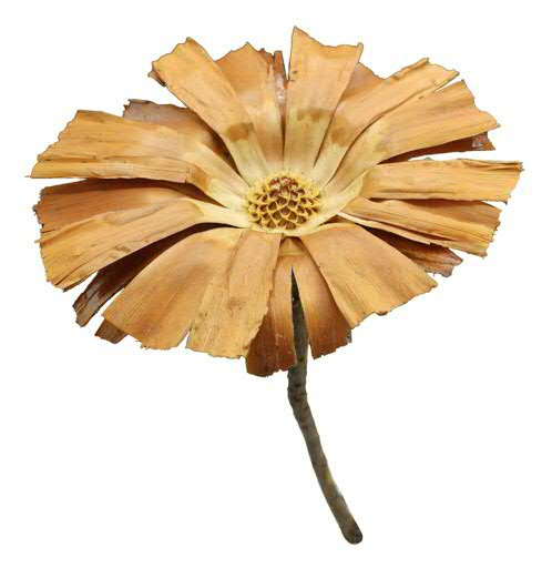 Protea geschn. 10-12cm, hell
