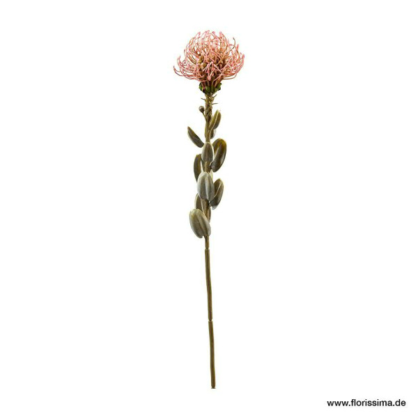 Protea 61cm Nadelkissen, pink