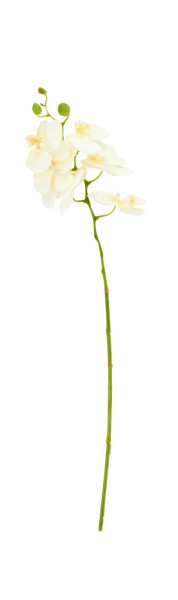 Phalaenopsis 61cm 6Blüten, weiß