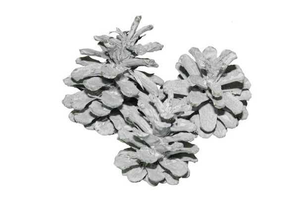 Schwarzkiefer Zapfen 5-7cm, frosted