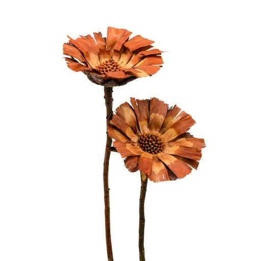 Protea geschn. 8-9cm, natur