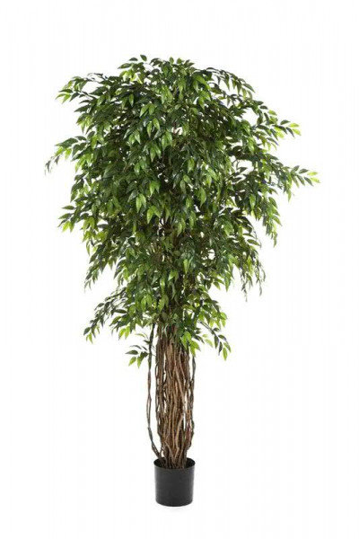 Ficus Liana 150cm im Topf 1.911Bl. Topf D17H15cm, grün