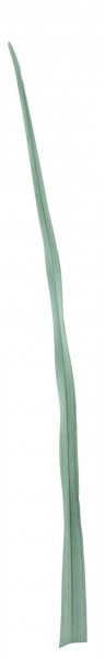 Blatt Dracena 110cm, grün