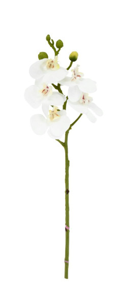Phalaenopsis 34cm, weiß