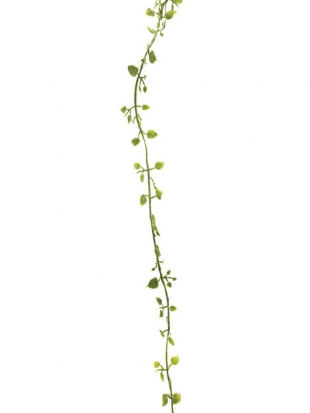 Ceropegia Girlande 240cm, grau/grün