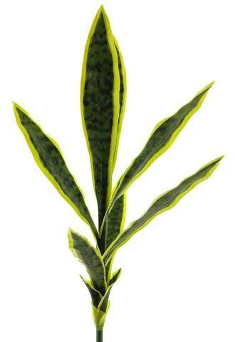 Sansevieria 72cm, grün/gelb