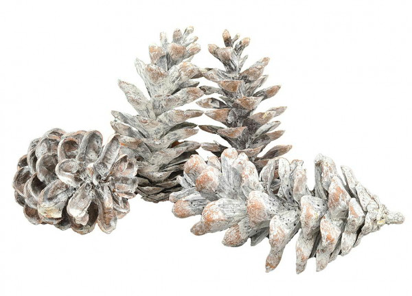 Pinus Peuce Zapfen frosted, frosted