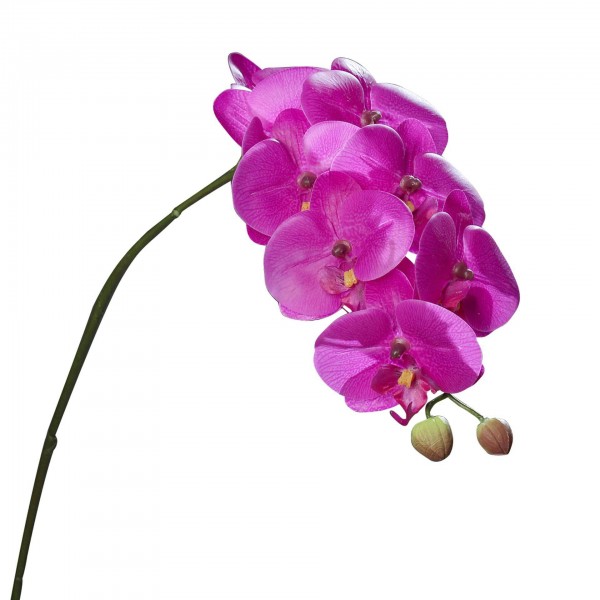 Orchidee Phalaenopsis 80cm, purple