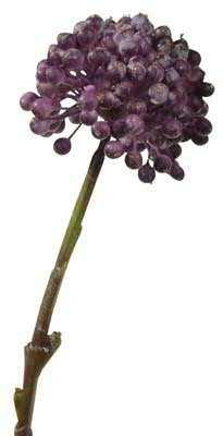 Beeren Zweig 43cm, violett