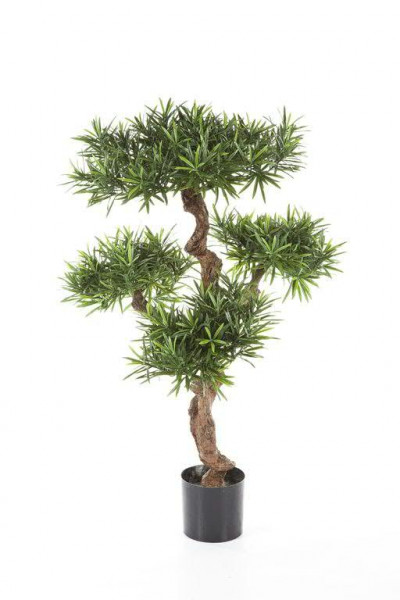 Podocarpus 110cm im Topf 4.410Bl. Topf D13H12cm, grün