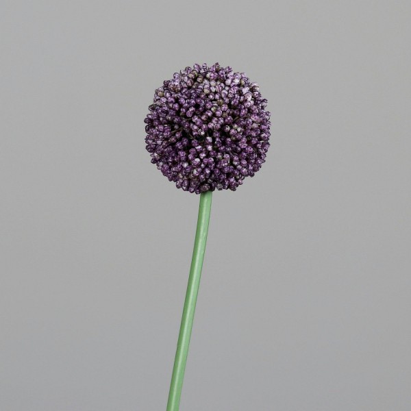 Allium 65cm, lavendel