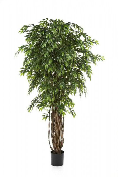 Ficus Liana 210cm im Topf 4.459Blatt Topf D20H18cm, grün