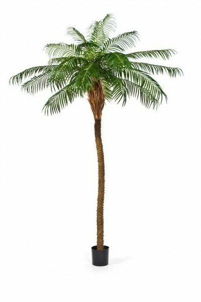 Palme Phoenix 250cm im Topf 1.715Bl. Topf D20H18cm, grün
