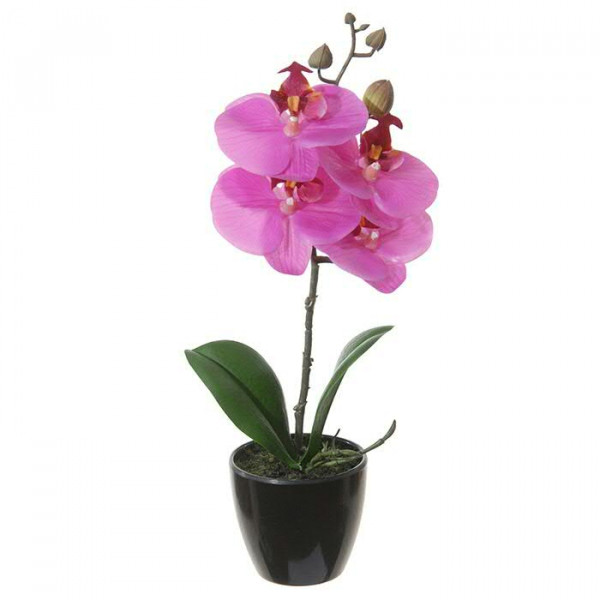 Phalaenopsis SP 34cm im Topf, pink