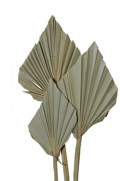 Palm Spear mini, natur