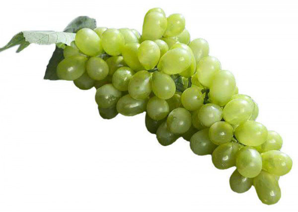Weintrauben 25cm x88, grün
