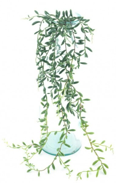 Euphorbia 89cm hängend, grün