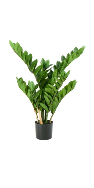 Zamioculcas x7 70cm im Topf 116 Blätter, grün
