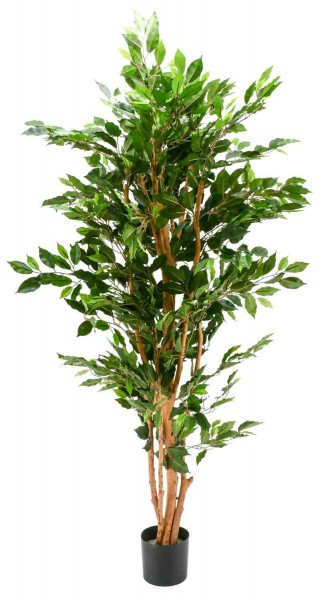 Ficus Nitida 180cm im Topf, 1008Bl.