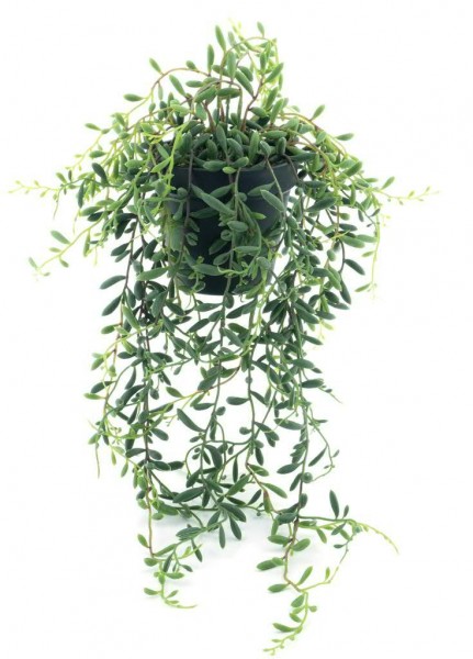 Euphorbia 56cm im Topf, grün