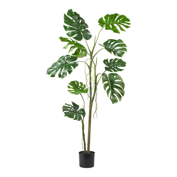 Split Philo Pflanze 182cm im Topf, grün