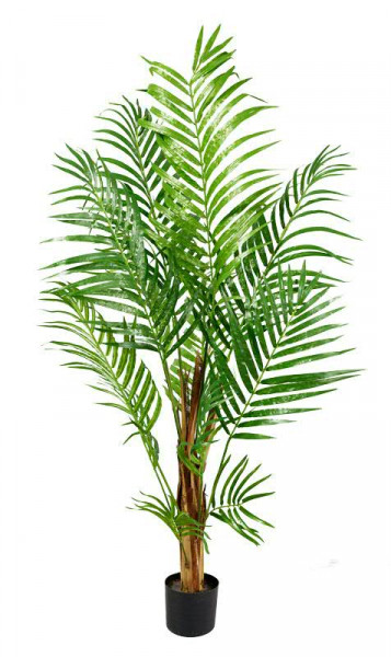 Palme Areca 120cm im Topf x12 288Bl., grün